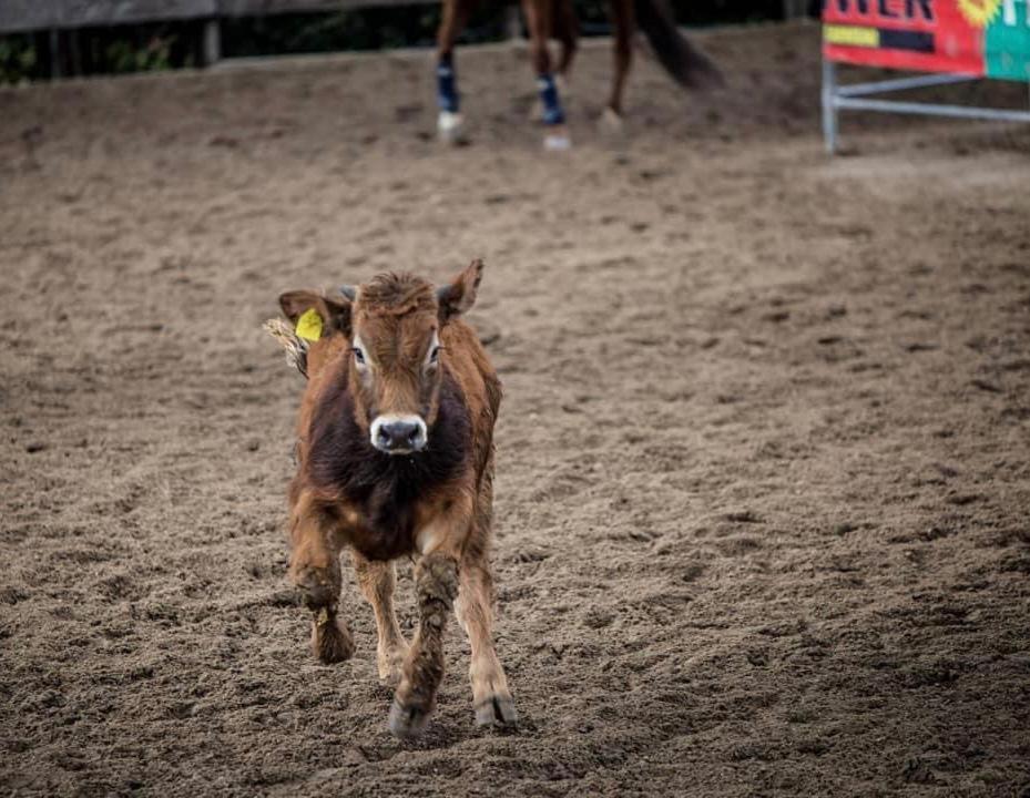 Вилла Belmonte Ranch Belmonte Castello Экстерьер фото